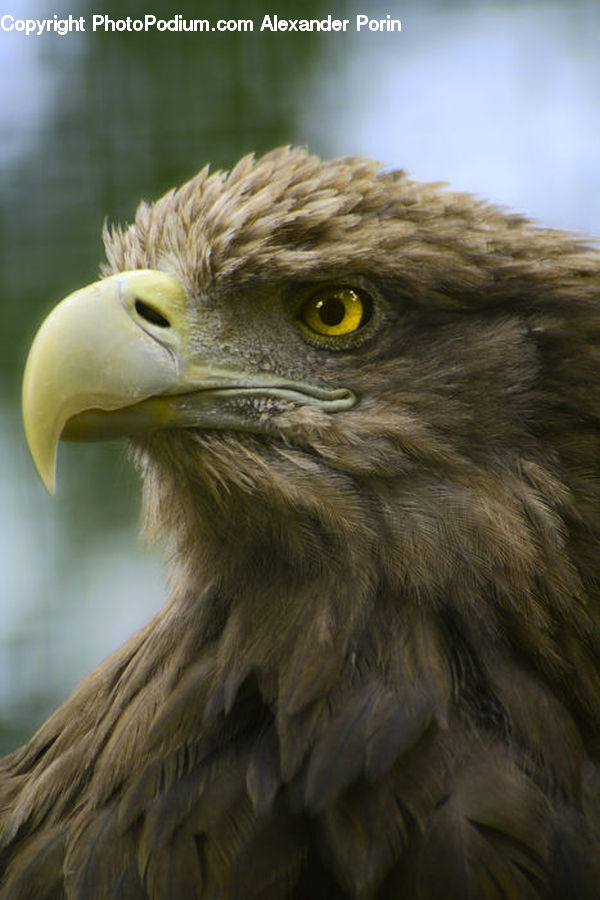 Bird, Eagle, Beak