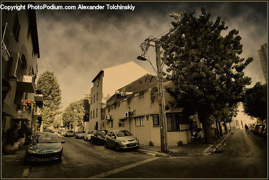 Plant, Potted Plant, Automobile, Car, Vehicle, Sedan, Cab
