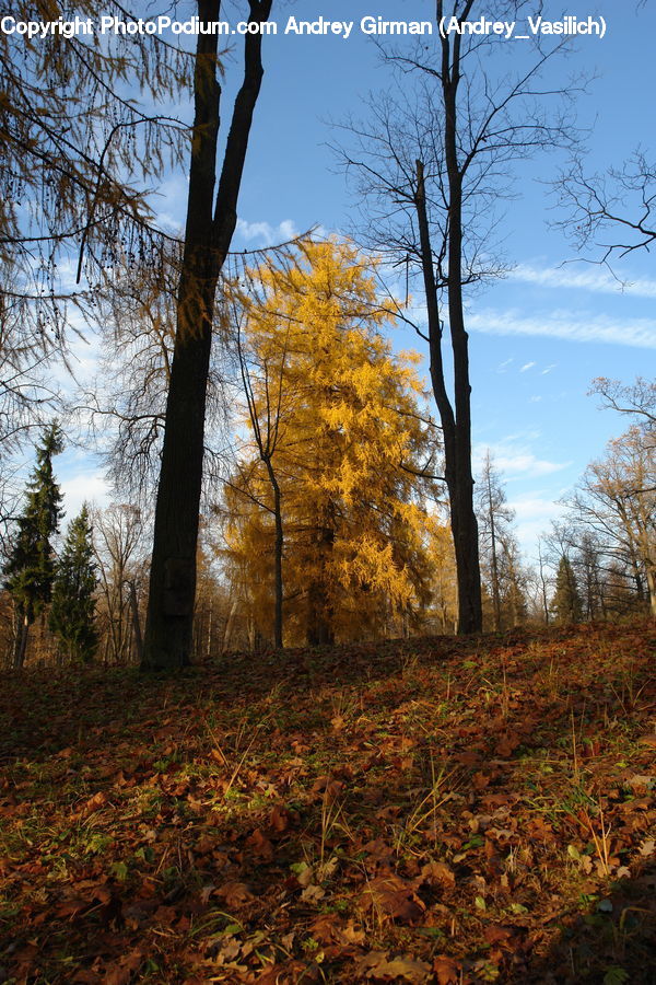 Plant, Tree, Birch, Wood, Forest, Vegetation, Dirt Road