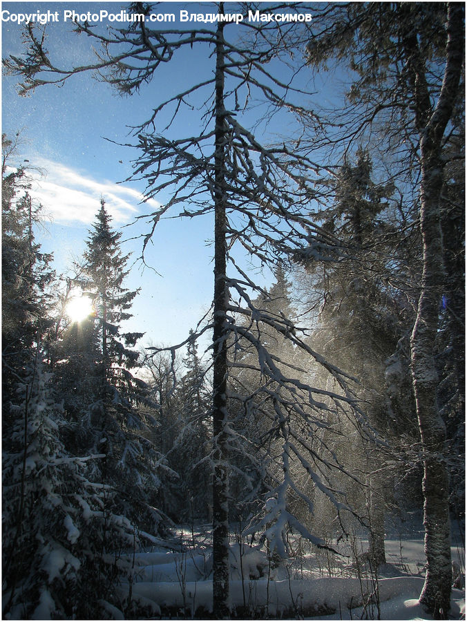 Conifer, Fir, Plant, Tree, Spruce, Wood, Landscape