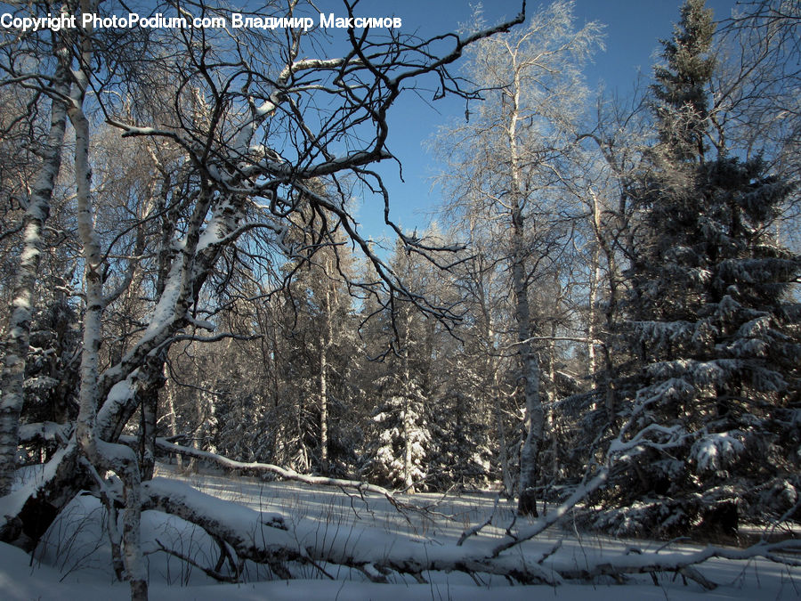 Ice, Outdoors, Snow, Birch, Tree, Wood, Forest