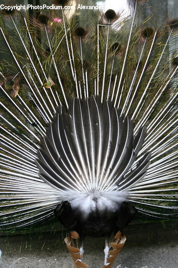 Arecaceae, Palm Tree, Plant, Tree, Blossom, Flora, Flower