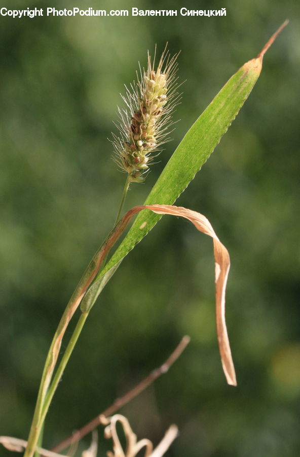 Plant, Weed, Blossom, Flora, Flower, Field, Grass