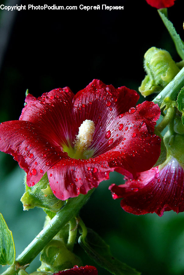 Blossom, Flora, Flower, Geranium, Plant, Hibiscus, Poppy