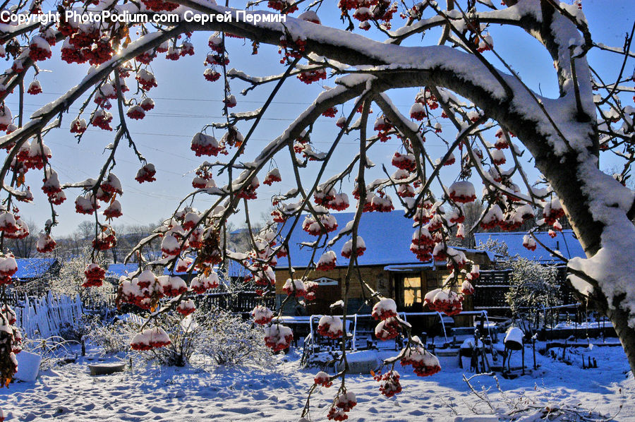 Blossom, Cherry Blossom, Flower, Flora, Plant, Ice, Outdoors