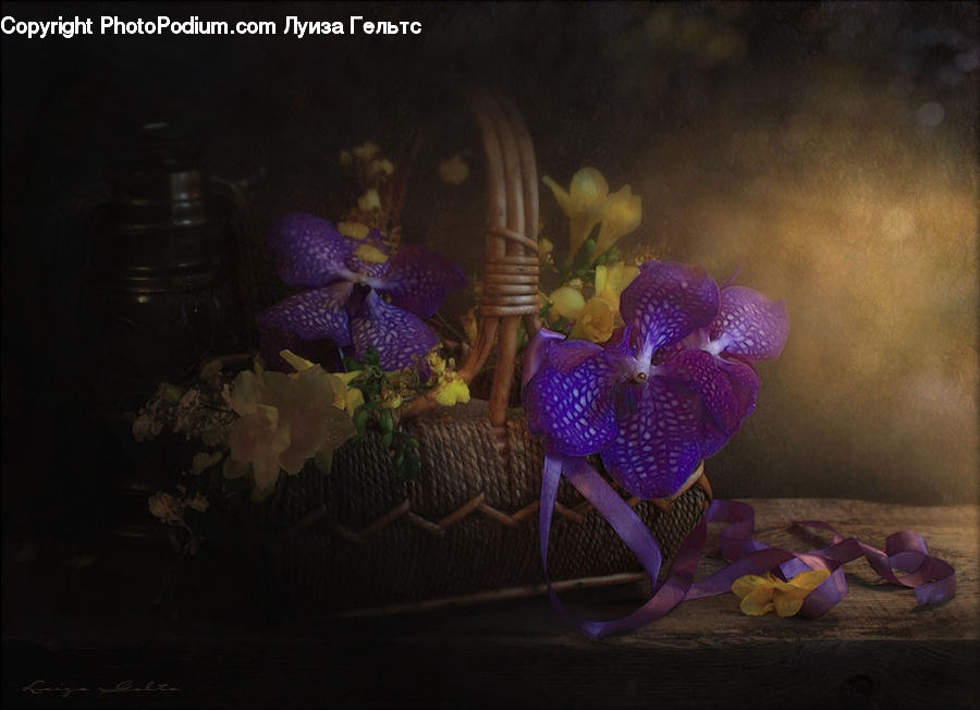 People, Person, Human, Cave, Blossom, Crocus, Flora