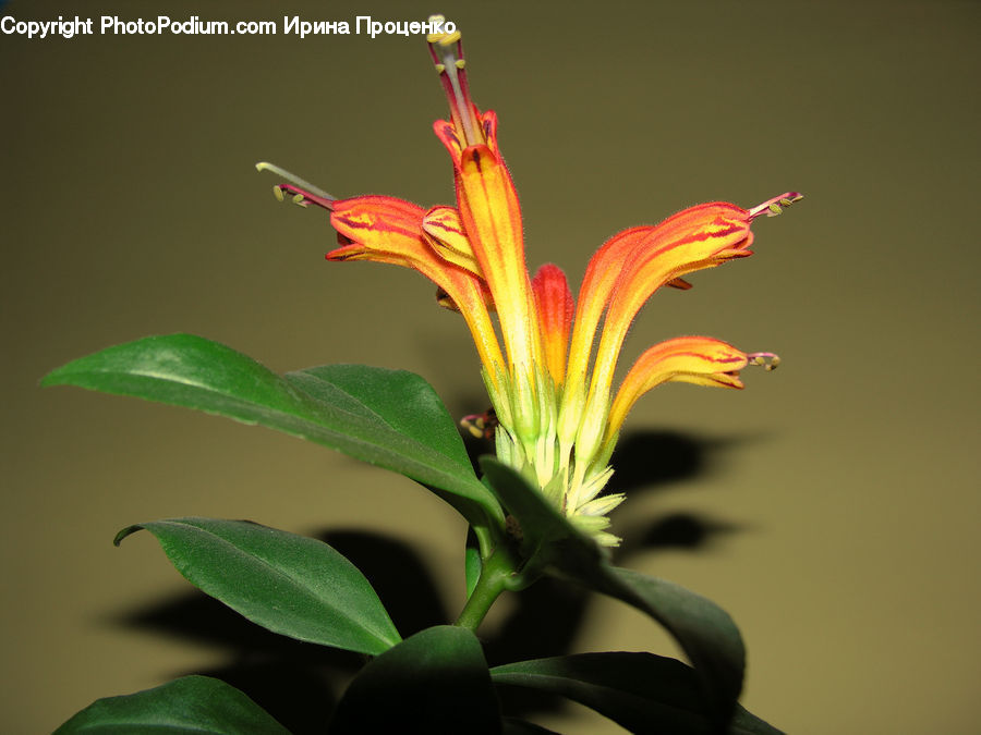 Blossom, Flora, Flower, Geranium, Plant, Petal, Amaryllis