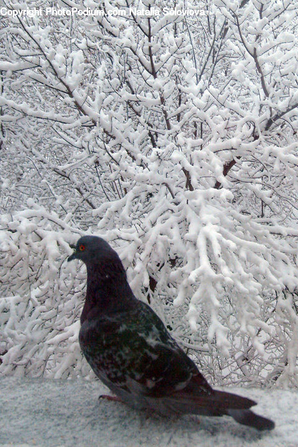 Bird, Dove, Pigeon, Grouse, Ptarmigan