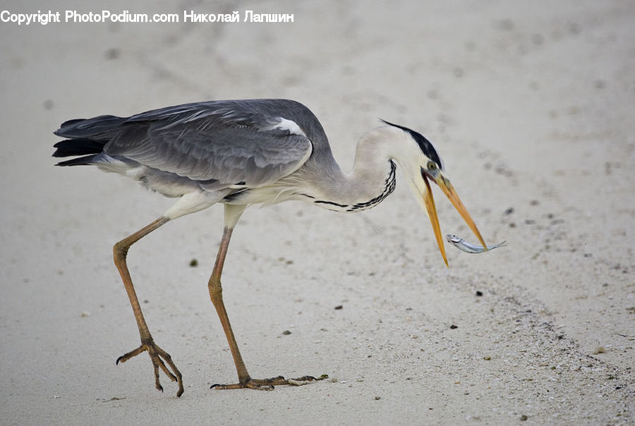 Bird, Crane Bird, Heron, Pelican, Ardeidae, Beak, Stork