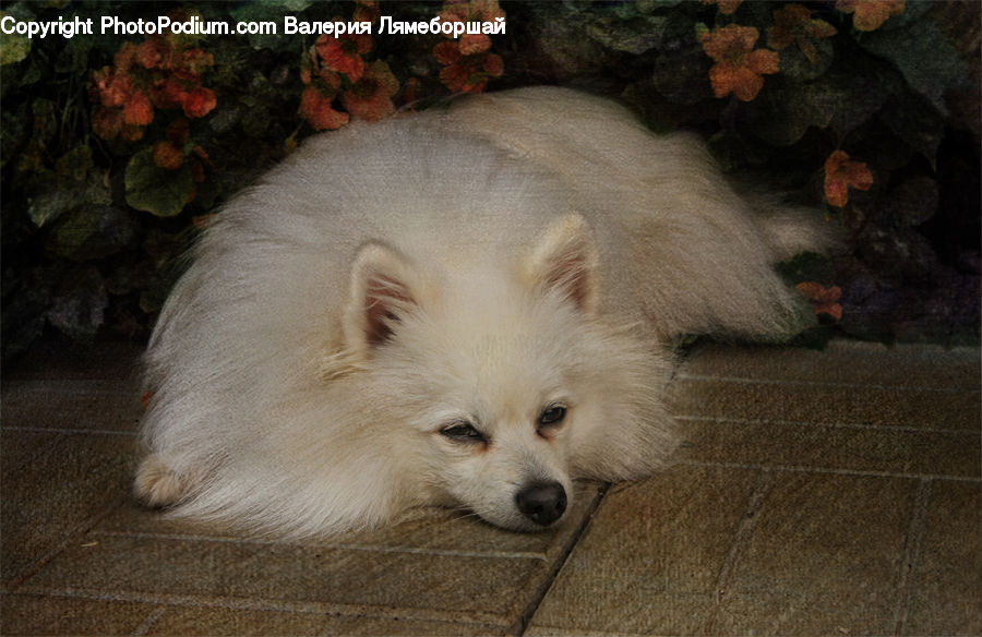 Animal, Canine, Dog, Eskimo Dog, Husky, Mammal, Pet