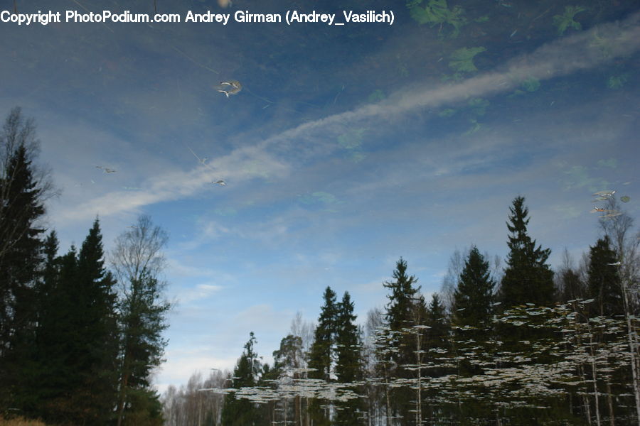 Conifer, Fir, Plant, Tree, Spruce, Wood, Pine
