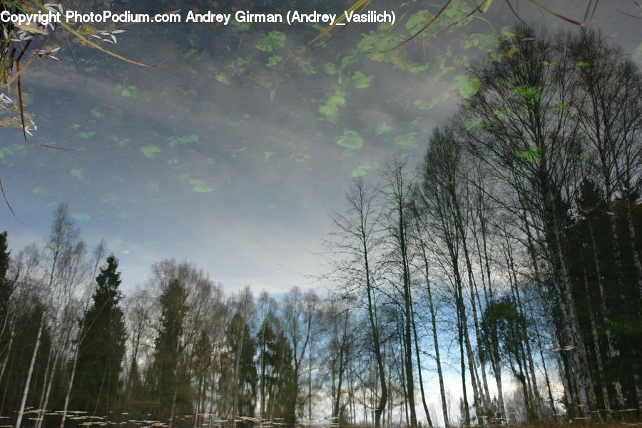 Forest, Vegetation, Birch, Tree, Wood, Plant, Conifer