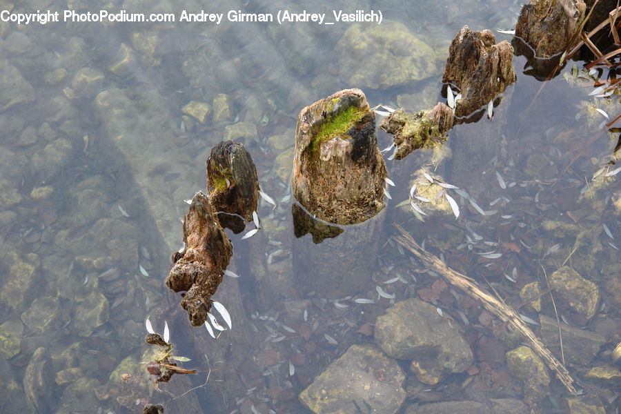 Amphibian, Toad, Wildlife, Frog, Cliff, Outdoors, Rock