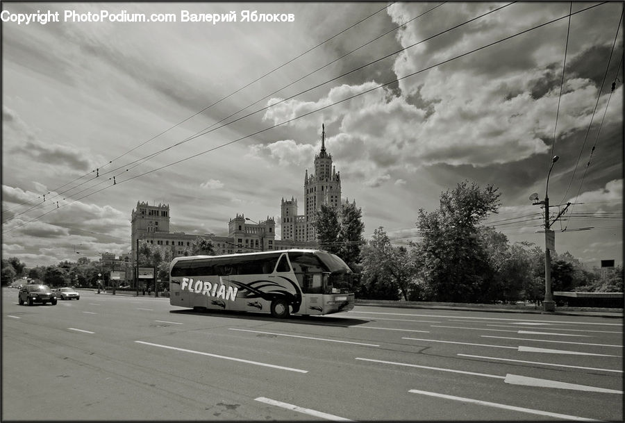 Bus, Vehicle, Intersection, Road, Transportation, Plant, Tree