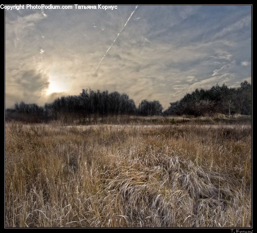 Field, Grass, Grassland, Land, Outdoors, Plant, Grain