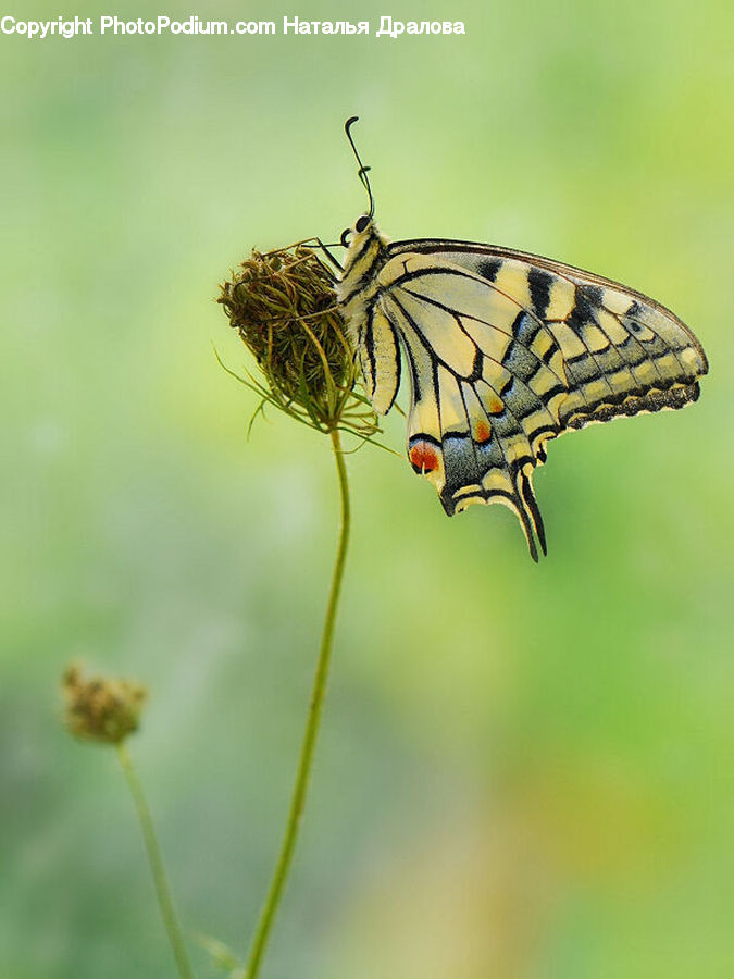 Butterfly, Insect, Invertebrate, Monarch, Blossom, Flora, Flower