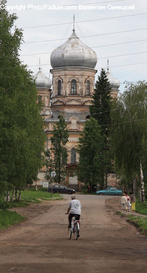 Architecture, Bell Tower, Clock Tower, Tower, Conifer, Fir, Pine
