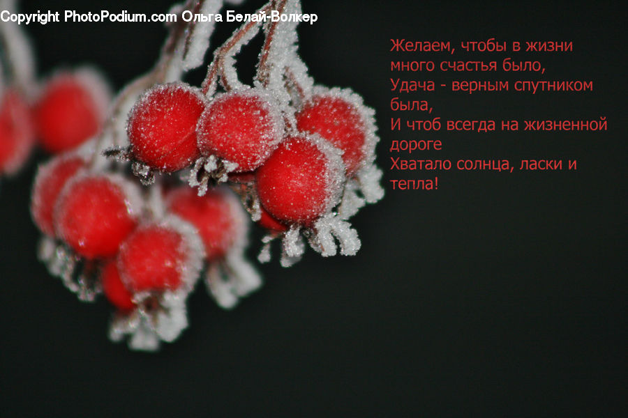 Fruit, Raspberry, Frost, Ice, Outdoors, Snow, Conifer
