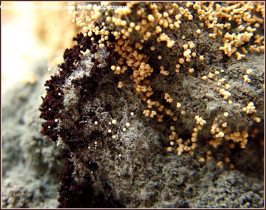 Mold