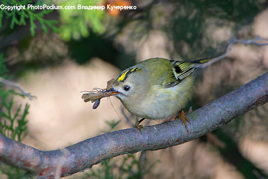 Bird, Hand, Wrist, Canary, Finch