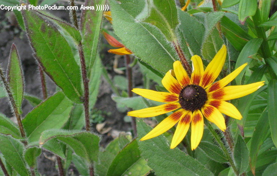 Blossom, Flora, Flower, Plant, Sunflower, Potted Plant, Asteraceae
