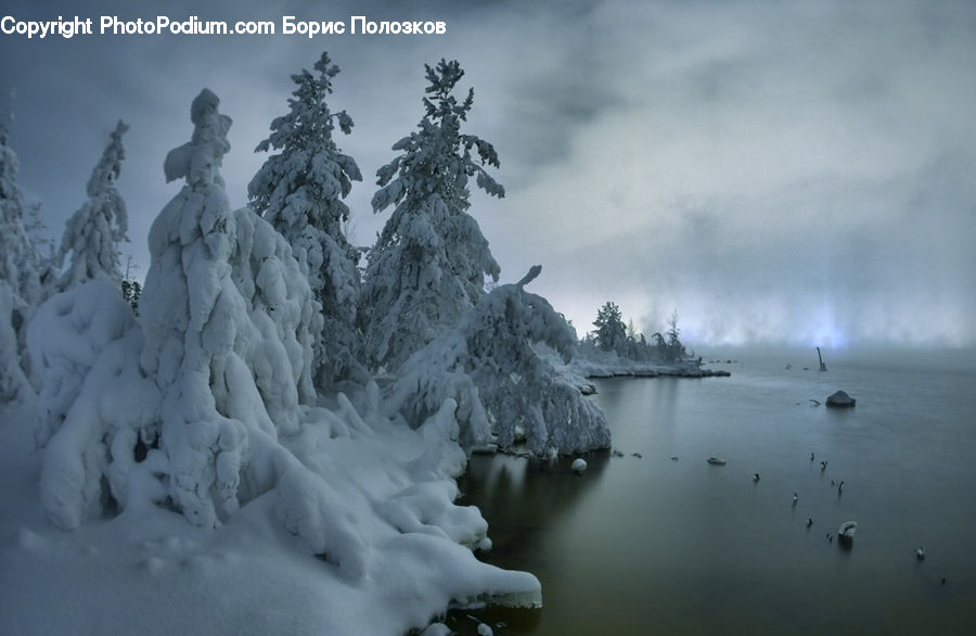 Ice, Outdoors, Snow, Conifer, Fir, Pine, Spruce