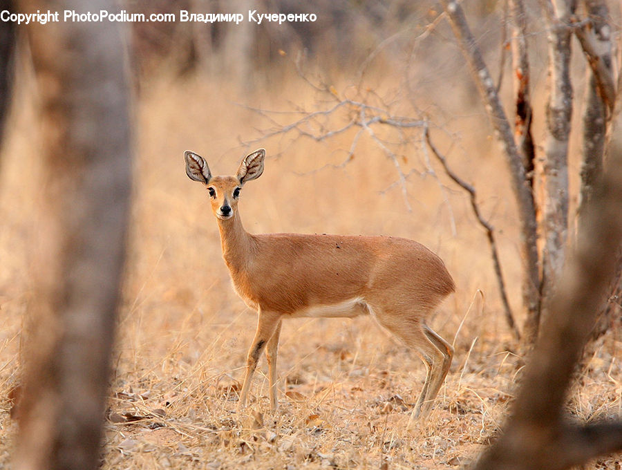 Animal, Gazelle, Impala, Mammal, Wildlife, Deer