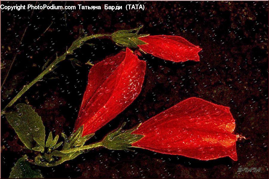 Acanthaceae, Annonaceae, Blossom, Flora, Plant, Araceae, Flower