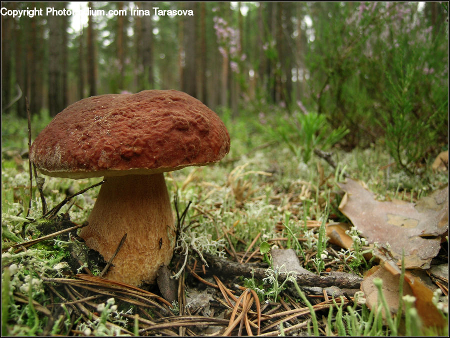 Agaric, Amanita, Fungus, Mushroom, Plant, Animal, Mammal