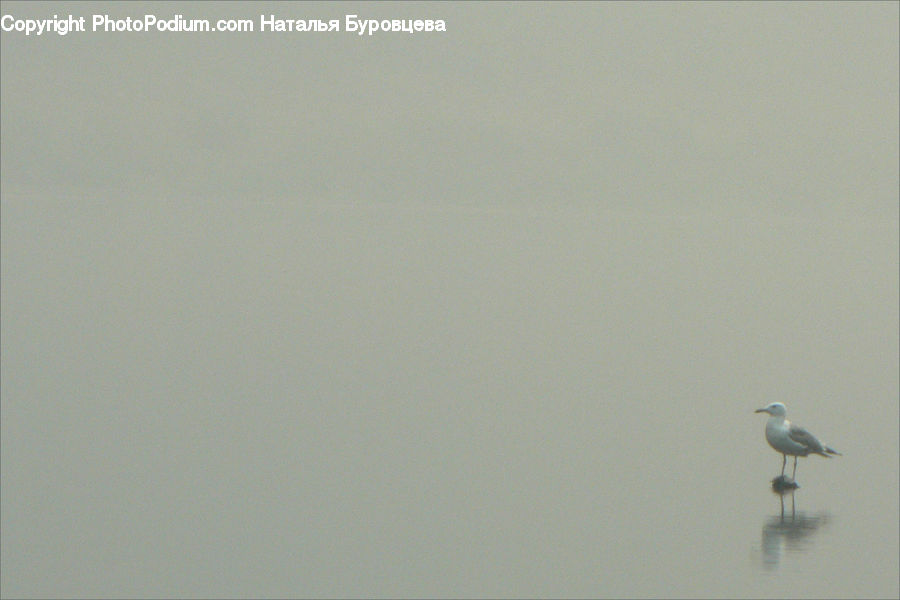 Bird, Crane Bird, Heron, Flying