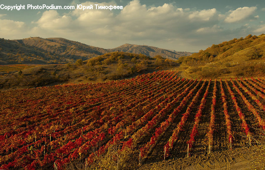 Countryside, Farm, Field, Vineyard, Blossom, Flora, Flower
