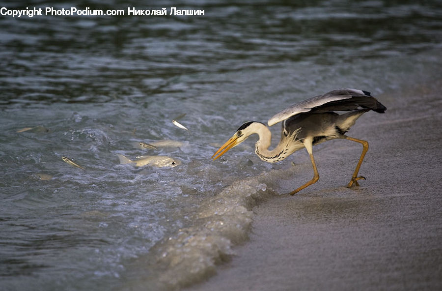 Bird, Beak, Goose, Waterfowl, Crane Bird, Heron, Ardeidae