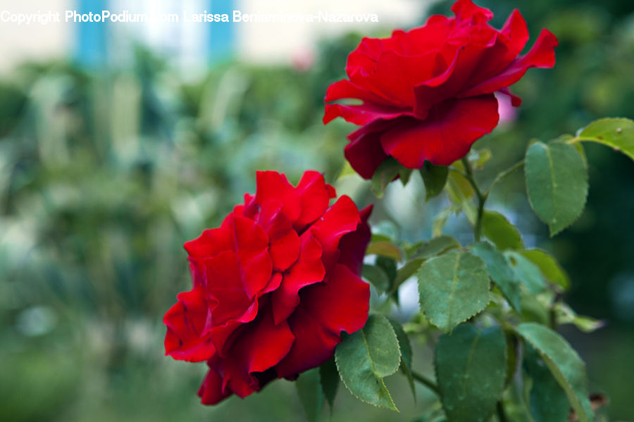 Blossom, Flora, Flower, Geranium, Plant, Rose, Carnation