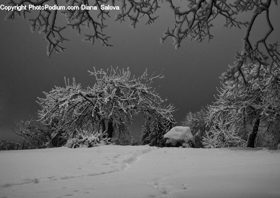 Ice, Outdoors, Snow, Plant, Tree, Conifer, Fir