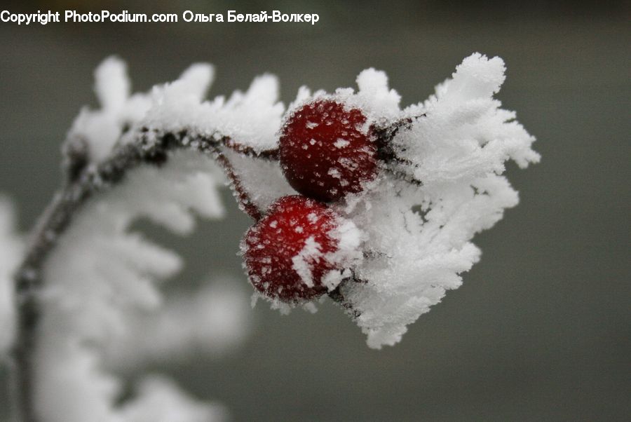 Frost, Ice, Outdoors, Snow, Conifer, Fir, Plant