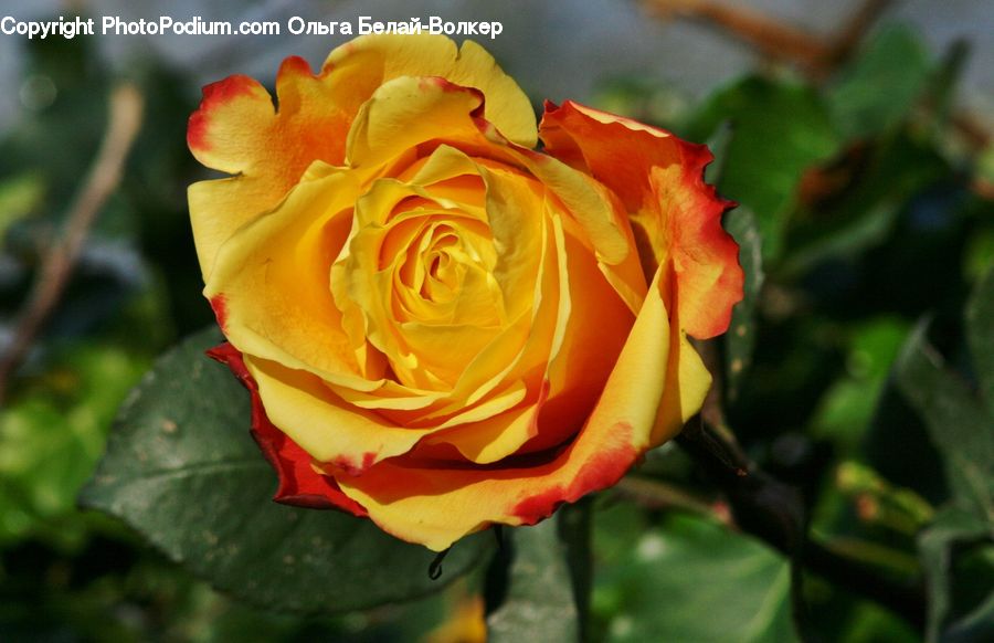 Blossom, Flower, Plant, Rose, Flora, Flower Arrangement, Flower Bouquet
