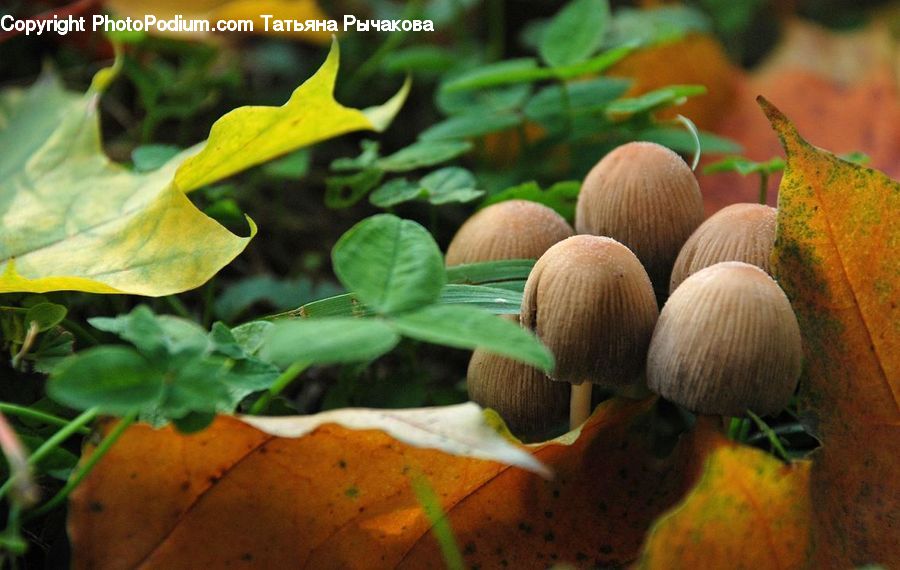 Carrot, Root, Vegetable, Fruit, Quince, Agaric, Amanita