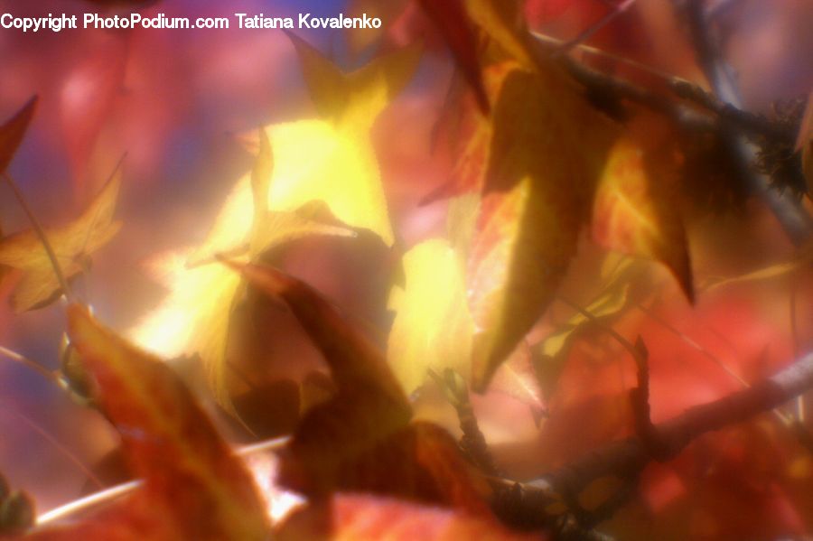 Flare, Light, Sunlight, Fire, Flame, Blossom, Flora