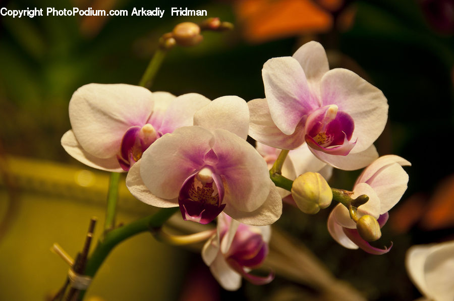 Blossom, Flora, Flower, Orchid, Plant, Petal, Tulip