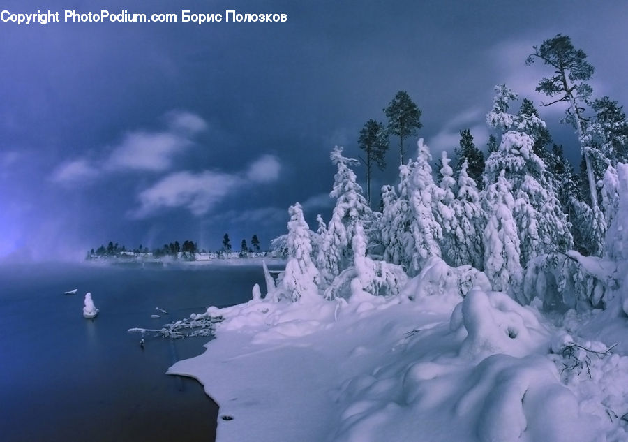 Ice, Outdoors, Snow, Conifer, Fir, Pine, Plant