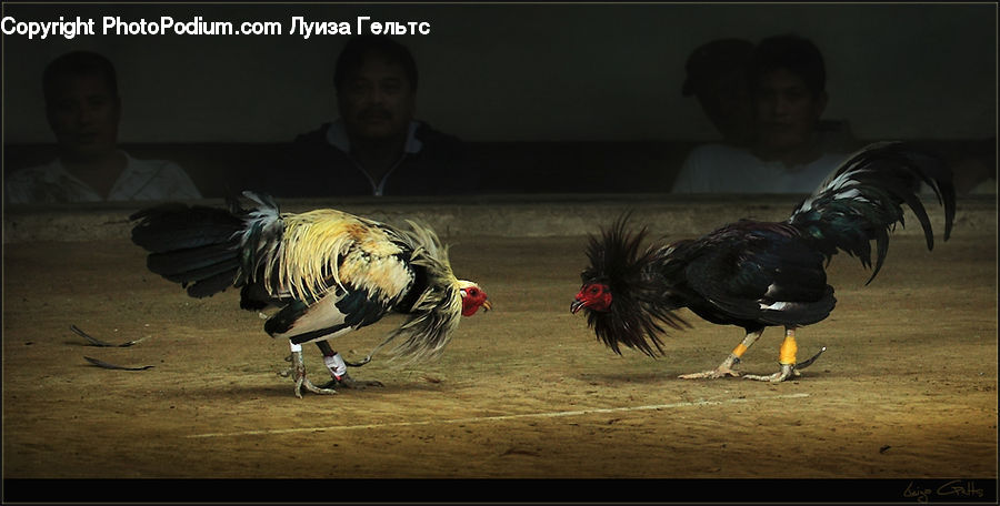 Chicken, Cock Bird, Fowl, Poultry, Rooster, Bird, Head