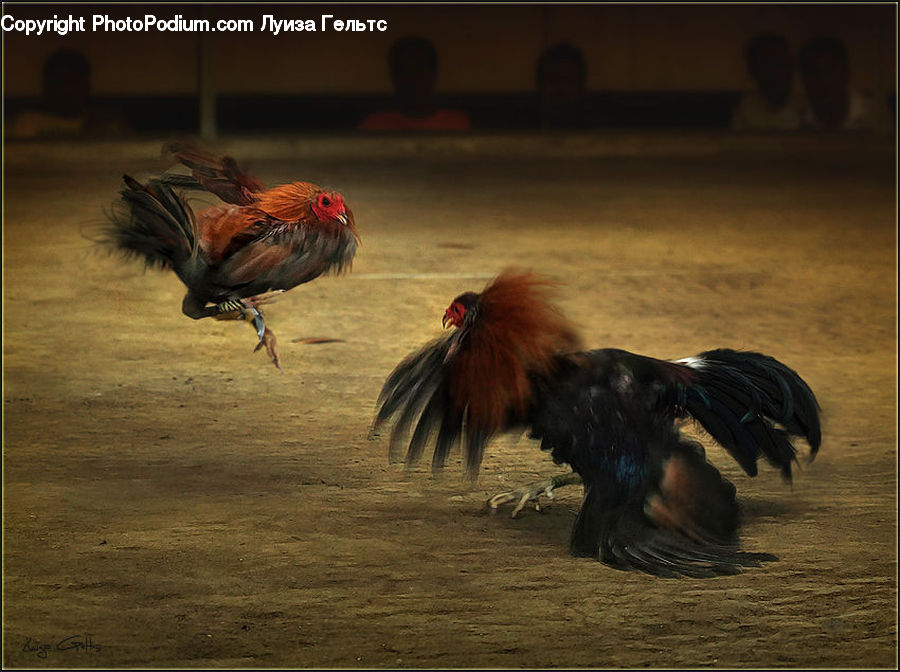 Chicken, Cock Bird, Fowl, Poultry, Rooster, Bird, Kite Bird
