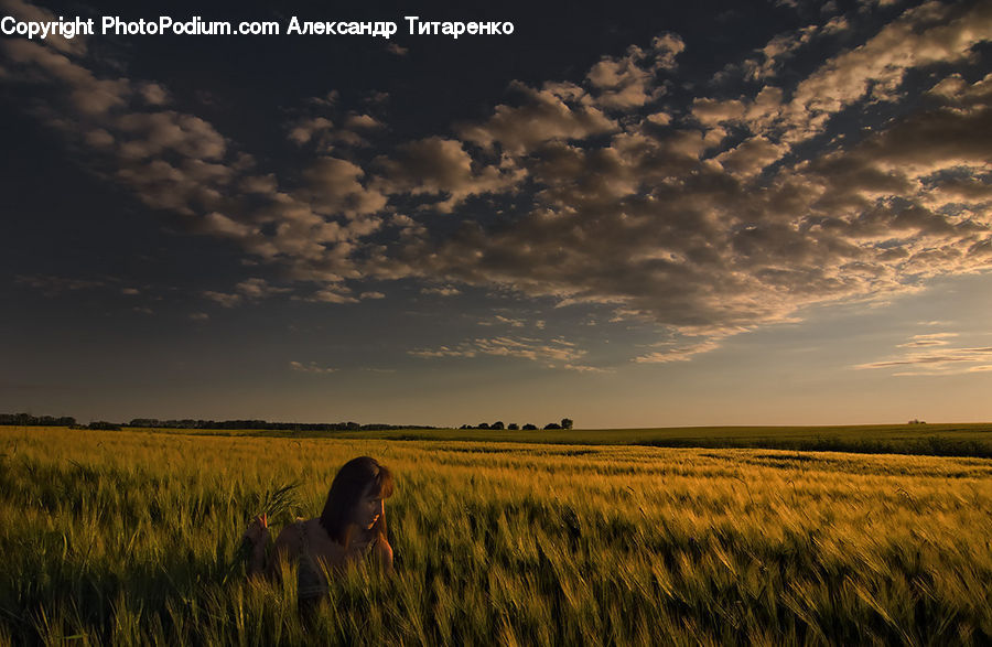 People, Person, Human, Grain, Grass, Plant, Wheat