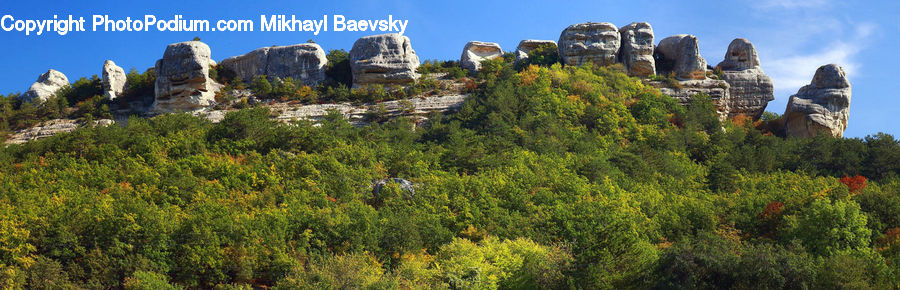 Conifer, Fir, Plant, Tree, Bunker, Rock, Crest