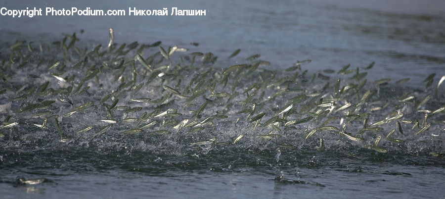 Fish, Herring, Sea Life, Sardine, Field, Grass, Grassland