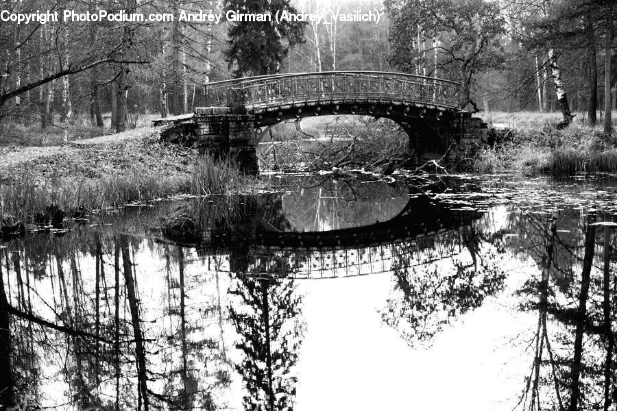Bridge, Outdoors, Pond, Water, Forest, Grove, Land