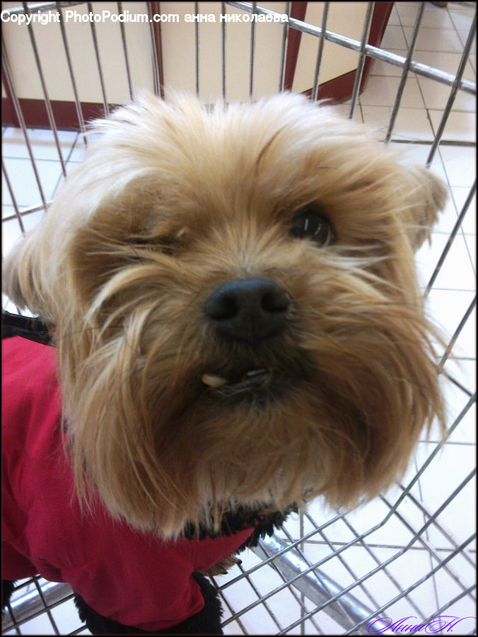 Animal, Pet, Canine, Dog, Mammal, Terrier, Affenpinscher