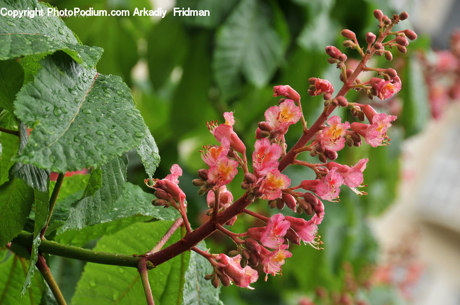 Plant, Blossom, Flora, Flower, Geranium, Leaf, Vine