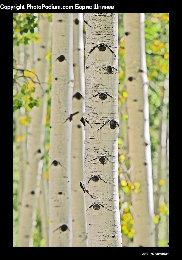 Birch, Tree, Wood, Art, Modern Art