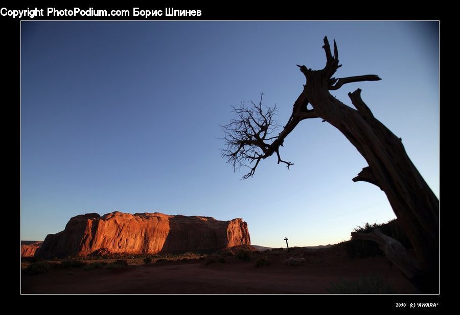 Bird, Condor, Vulture, Oak, Tree, Wood, Desert